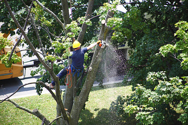 Best Lawn Grading and Leveling  in Poquonock Bridge, CT